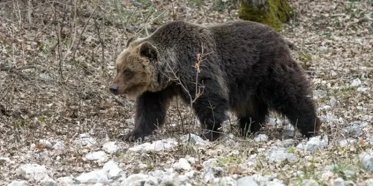 Morto l’orso Juan Carrito, investito da un’auto. Legambiente: Riflettere su comportamenti umani