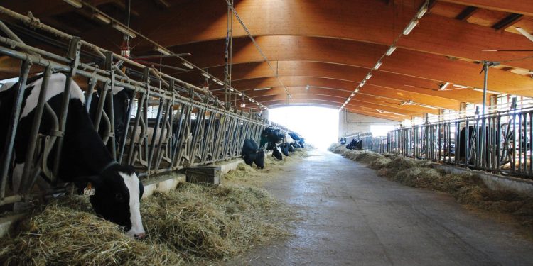 Costi energetici, a rischio una stalla su dieci in Italia